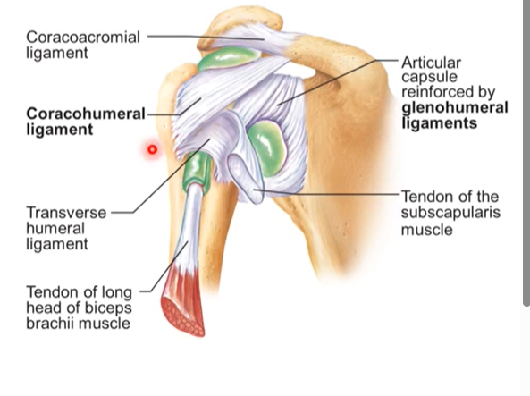 <p>glenohumeral ligament - most anterior capsule</p><p>coracohumeral ligament </p><p>coracoacromial ligament</p><p></p><p>all reenforce and provide extra support  for the ball and socket joint</p>