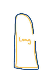 <p>the lung itself</p>