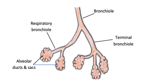 <p>the last division of bronchioles before the respiratory zone</p>