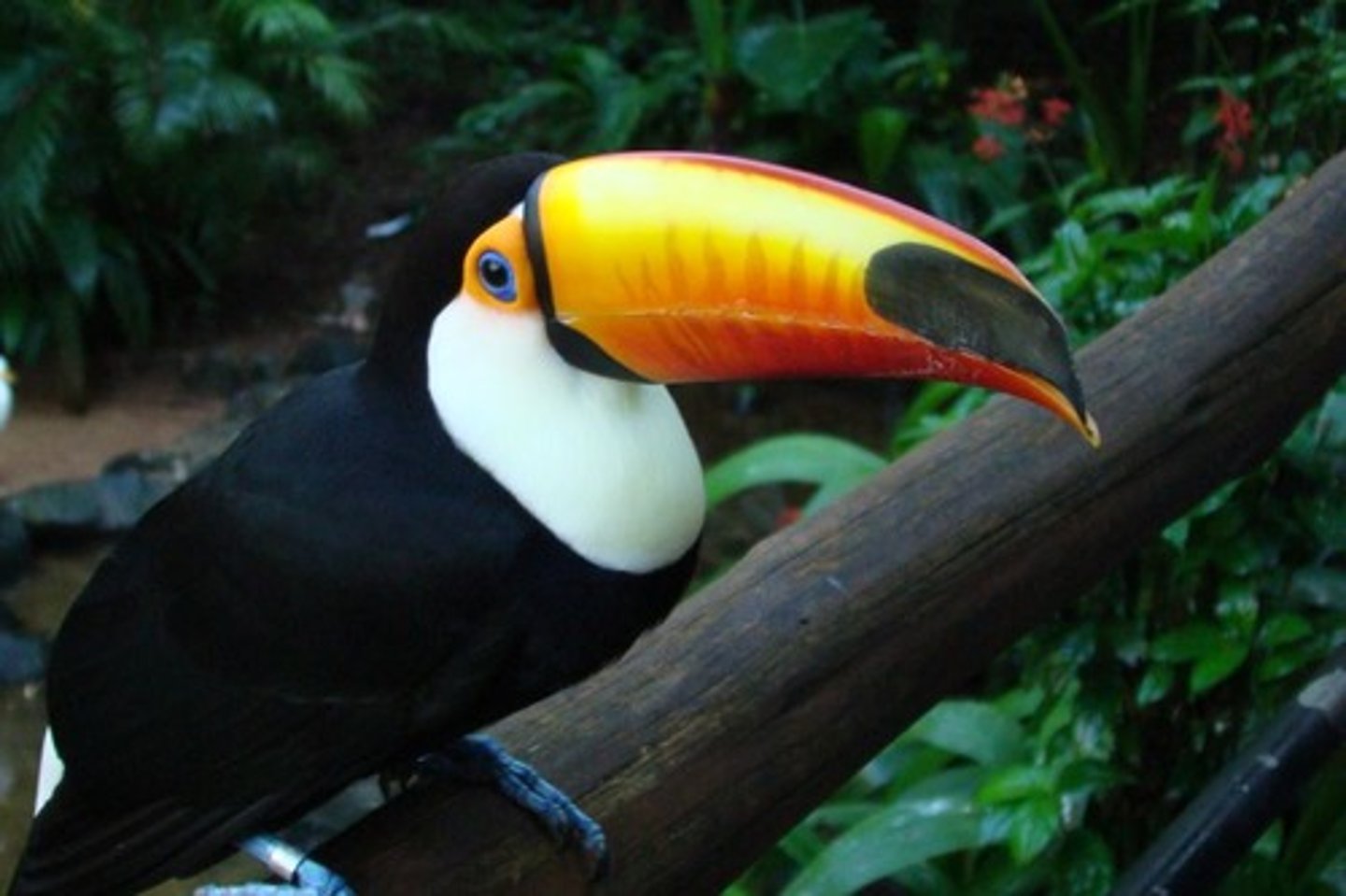 <p>toucan</p>