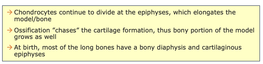 <ul><li><p>osteoclasts break down some of the trabecular bone, forming the <strong>medullary cavity</strong></p></li><li><p>surrounding bone is replaced by <strong>compact bone</strong></p></li><li><p>epiphyseal capillaries grow into the epiphyses and invading cells form a <strong>secondary ossification center</strong> in one or both ends of the bone (in the spongy parts)</p><ul><li><p>in these centers, the cartilage is replaced by bone, but no cavity forms</p></li></ul></li></ul>