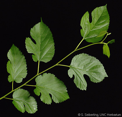Family: Moraceae 

Common: red mulberry 

Range: Native to Eastern NA, Coastal Plain, up to lower great lakes.

Habitat: Bottomland mesic forests, moist hammocks

Height: up to 80-90ft 

Bark: Smooth when young, has flaky fissures when matured. Long dark scaley ridges. 

Persistence: Deciduous 

Leaves: Simple & alternate, polymorphic shape, dentate to coaserly serrate margins, pinnate venations, scabrous upper surface, pubescence on lower leaf surface. Truncate or subcordate bases. Veins impressed inward. Milky sap from petiole. Zig-zagged twigs from pseudo-terminal buds. 

Other: Naked petiole, fruit is aggregate of drupes- drupelets, not valuable for timber, weedy species