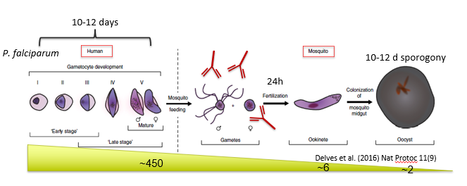 <p>Ab reduces the number of gametes and they are taken up by mosquito from human blood</p>