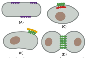 <ul><li><p class="Paragraph SCXW52113554 BCX0" style="text-align: left"><span>Among the best-characterized plasma membrane proteoglycans are the syndecans, which have a membrane-spanning core protein whose intracellular domain interacts with the actin cytoskeleton and with signaling molecules in the cell cortex&nbsp;</span></p></li></ul><p class="Paragraph SCXW52113554 BCX0" style="text-align: left"><span>Special cell domains for proteins&nbsp;</span></p><p class="Paragraph SCXW52113554 BCX0" style="text-align: left"><span>Membrane proteins are segregated into specific areas of cell surfaces&nbsp;</span></p><ul><li><p class="Paragraph SCXW52113554 BCX0" style="text-align: left"><span>Proteins don’t swim through the lipids&nbsp;</span></p></li></ul><ul><li><p class="Paragraph SCXW52113554 BCX0" style="text-align: left"><span>Held in place by tight junctions, cytoskeletal components or protein-protein interactions&nbsp;</span></p></li></ul><ul><li><p class="Paragraph SCXW52113554 BCX0" style="text-align: left"><span>Keeps proteins and lipids in appropriate places for specific functionality&nbsp;</span></p></li></ul><p class="Paragraph SCXW52113554 BCX0" style="text-align: left"><span>Protein-protein interactions = keep proteins in separate domains&nbsp;</span></p><ul><li><p class="Paragraph SCXW52113554 BCX0" style="text-align: left"><span>Self-aggregation&nbsp;</span></p></li></ul><ul><li><p class="Paragraph SCXW52113554 BCX0" style="text-align: left"><span>Tethering&nbsp;&nbsp;</span></p></li></ul><ul><li><p class="Paragraph SCXW52113554 BCX0" style="text-align: left"><span>Interaction with other cells&nbsp;</span></p></li></ul><p></p>