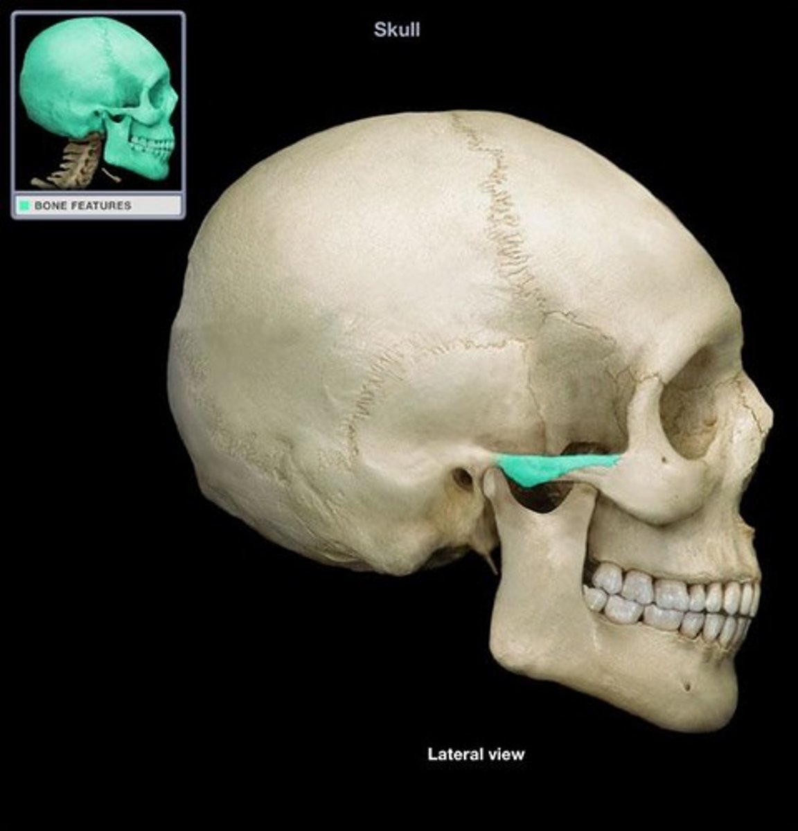 <p>articulates with the temporal process of zygomatic bone to form zygomatic arch</p>