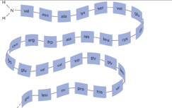 <p>Linear: sequence of Amino Acid</p>