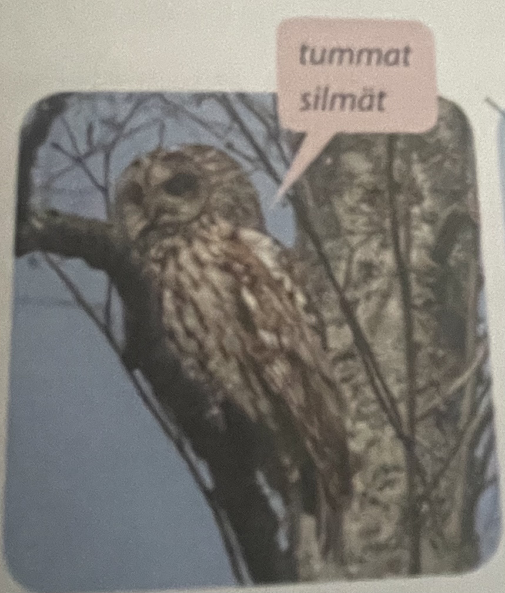 <p>mikä eläin</p>