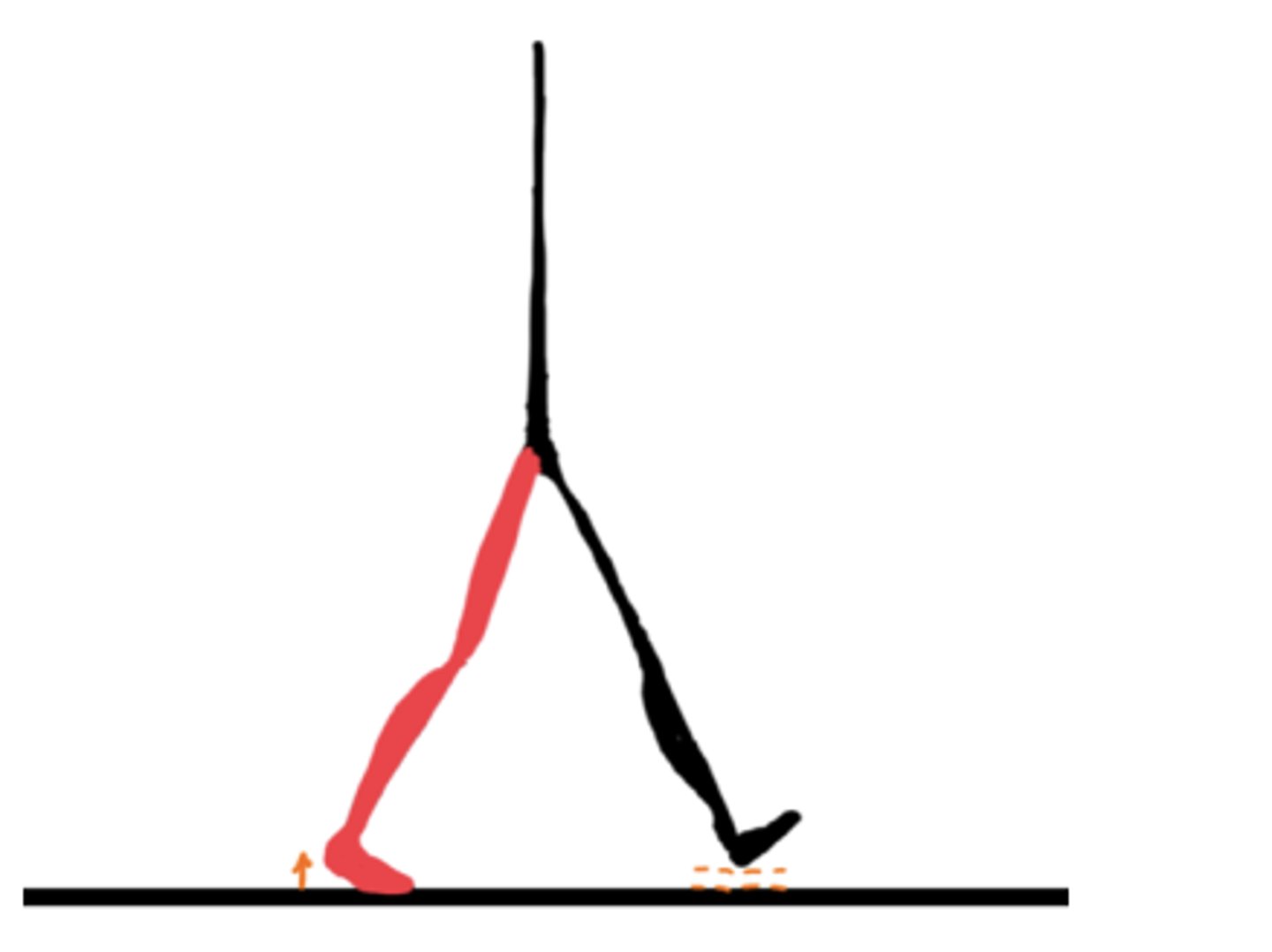 <p>30-50%</p><p>Heel leaving the ground</p><p>Important for forward propulsion. Gastroc and Soleus play an important role.</p>