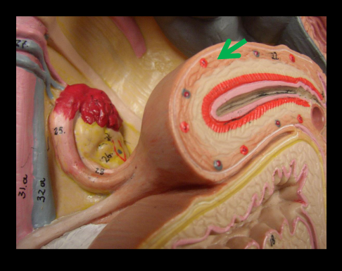 knowt flashcard image