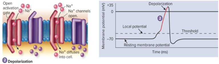 <p>Na+ channels open. K+ channels begin to open more slowly. Depolarization results because the inward movement of Na+ makes the inside of the membrane more positive</p>