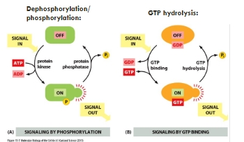 <p>Inactivation of activated proteins - molecular switches </p>