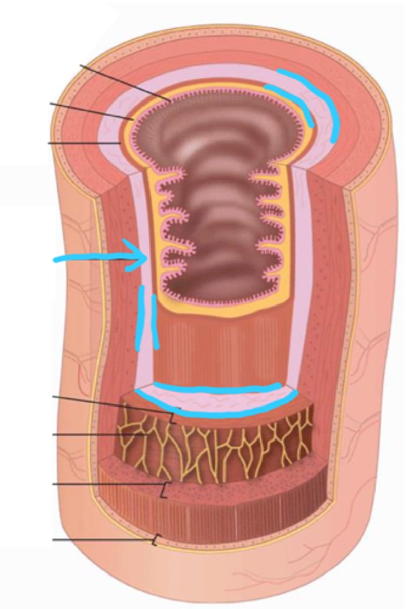 <p>connective tissue layer external to the mucosa; contains blood vessels, nerves, and lymphatics; may contain glands (found within the esophagus and duodenum only)</p>