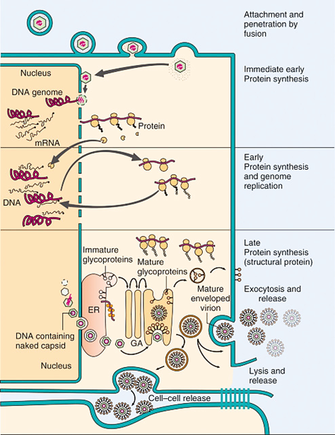 <p>Why are <strong>herpesviruses </strong>sensitive to environmental factors?</p>