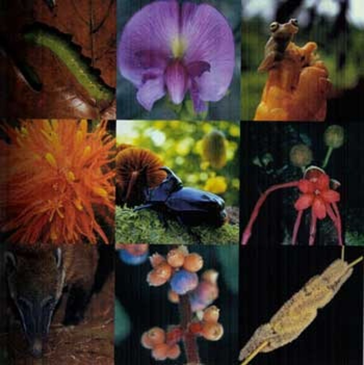 <p>En Costa Rica hay más de 6.500 mariposas, 1.600 peces, 13.000 plantas, 220 reptiles, y 870 aves.</p>