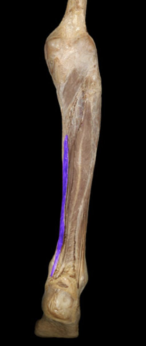 Action:
Flexion of toes 2-5
Plantar flexion of foot
Inversion of foot
Innervation:
Tibial nerve