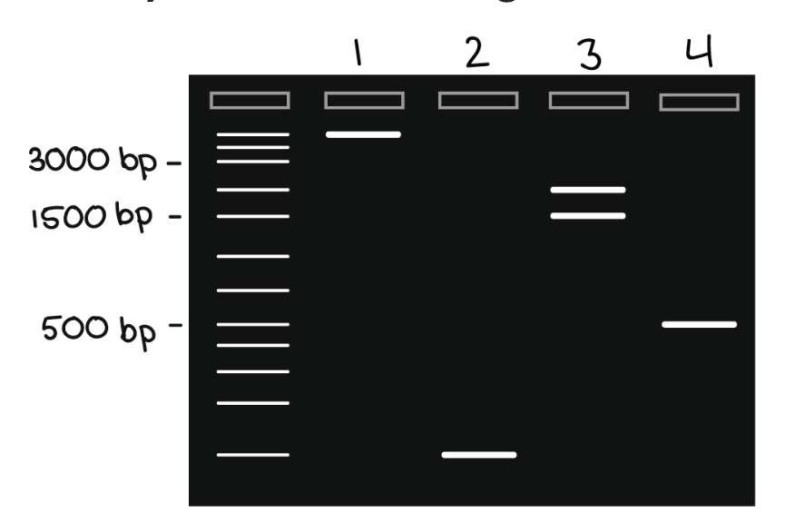 <p>Which lane contains the 1500 bp fragment?</p>
