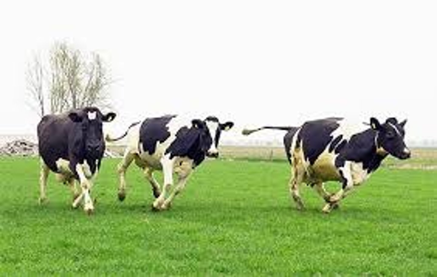 <p>hebben anderen nodig om te overleven, erkenning en verbondenheid, gedrag wordt bepaald door wat anderen doen of denken</p>