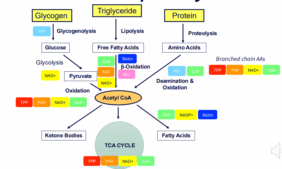 <p>DIAGRAM ON SLIDE 11</p>