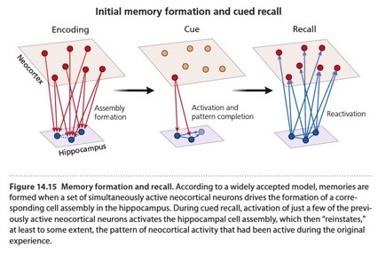 <p>cued recall includes reactivation &amp; pattern completion in figure.</p>