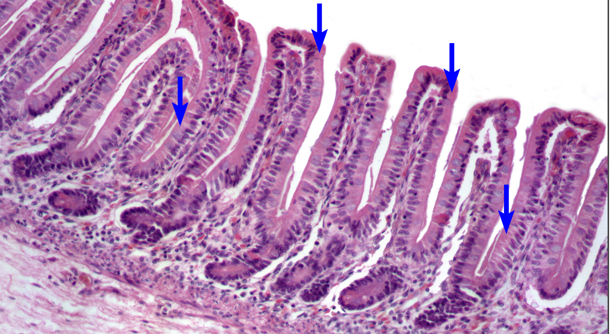 <p>cell type </p>