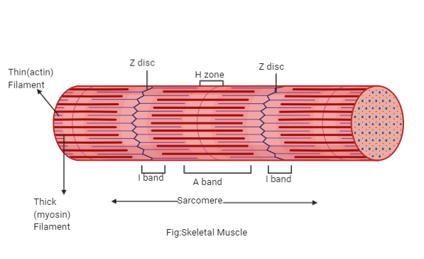 <p>sarcomere region containing only thin myofilaments</p>