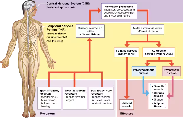 <p>What are the 3 divisions of the NS?</p>