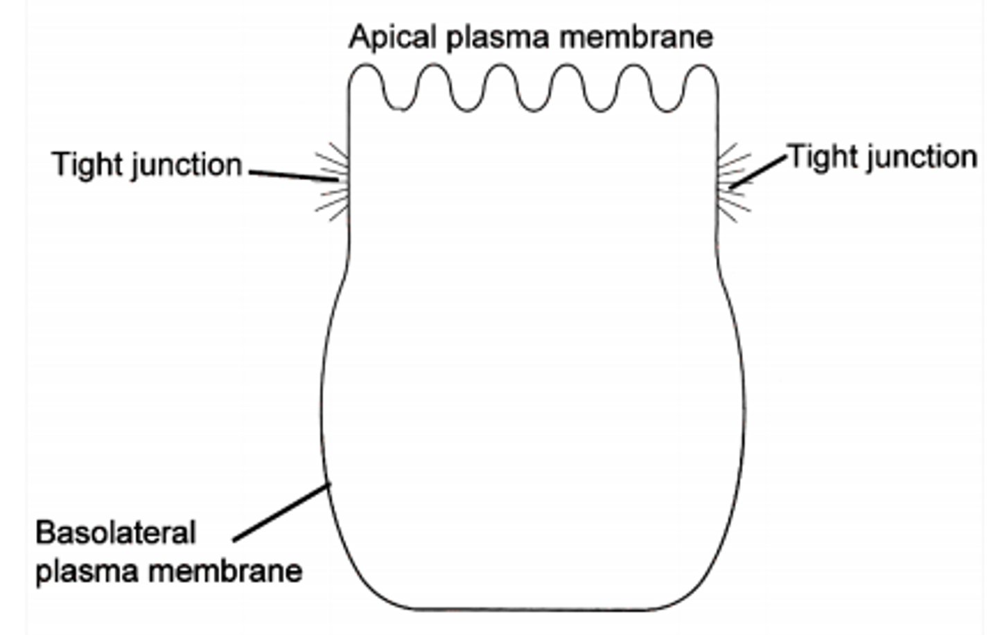 <p>The surface region of a polarized epithelial cell that is in contact with adjacent cells or the ECM</p>