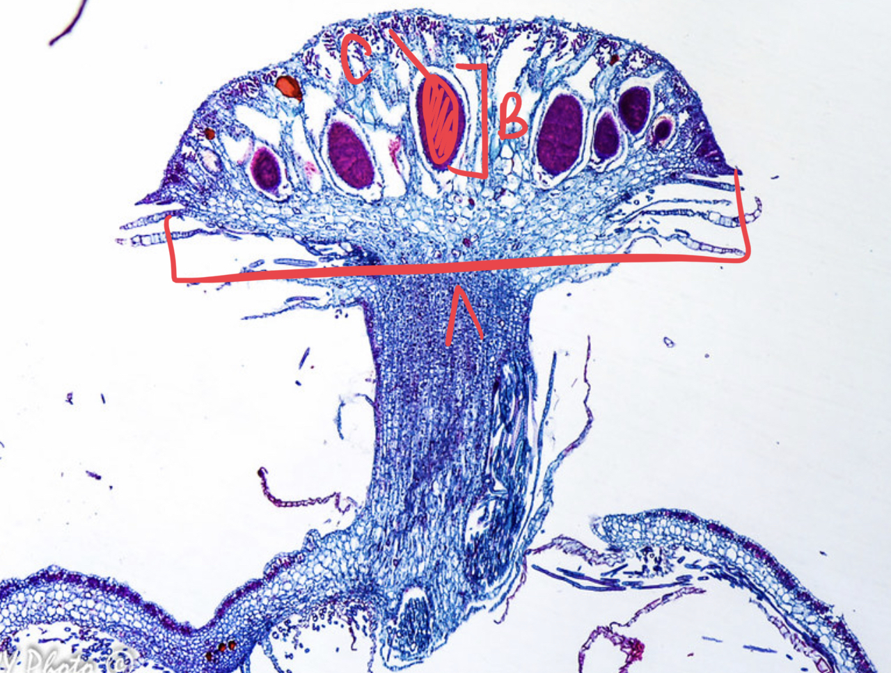 <ul><li><p>which organism is this?</p></li><li><p>what reproduction?</p></li><li><p>label slide</p></li></ul>