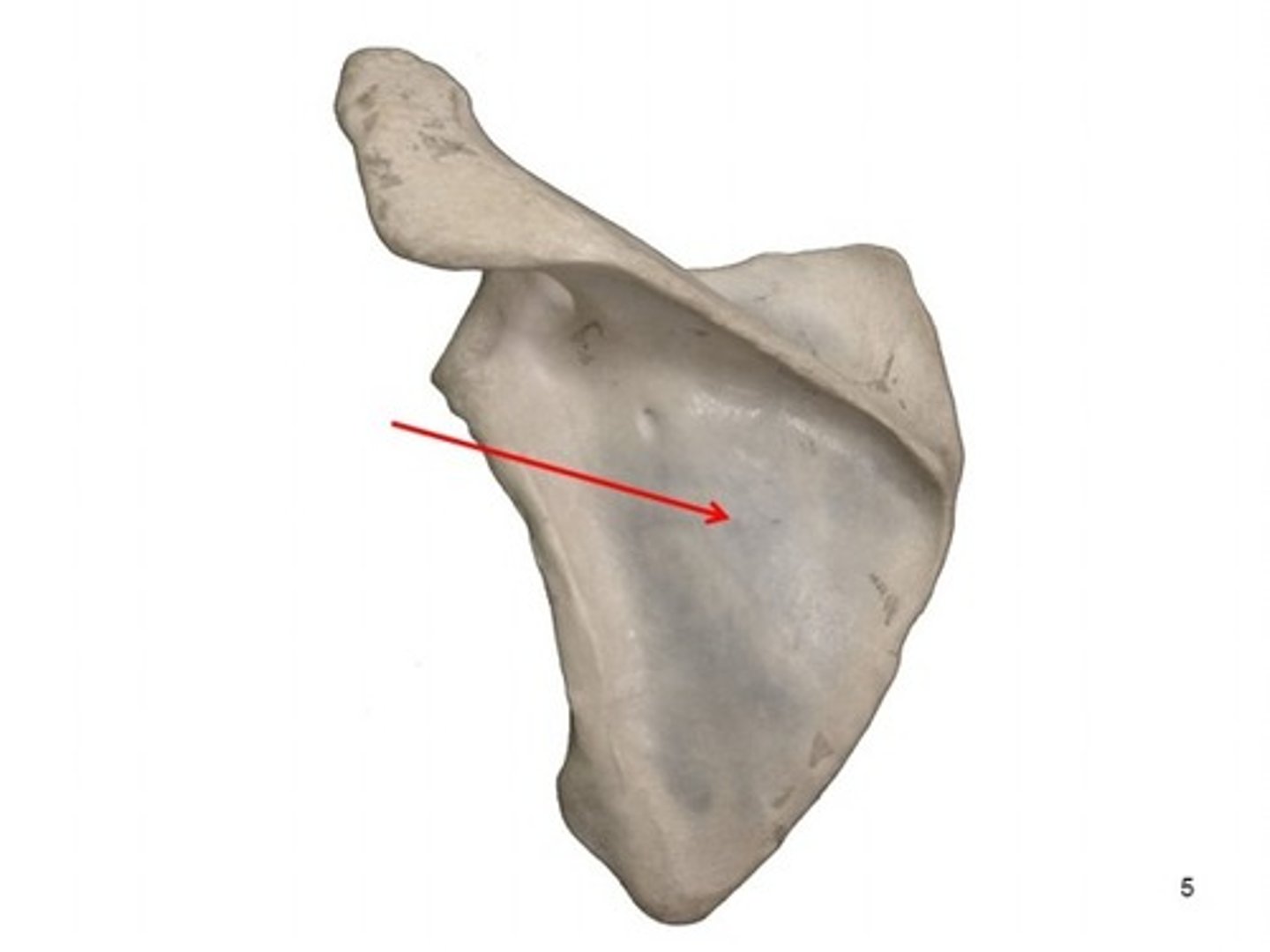 <p>Has three sides:</p><p>- Superior border</p><p>- Medial border (vertebral border)</p><p>- Lateral border (axillary border)</p>