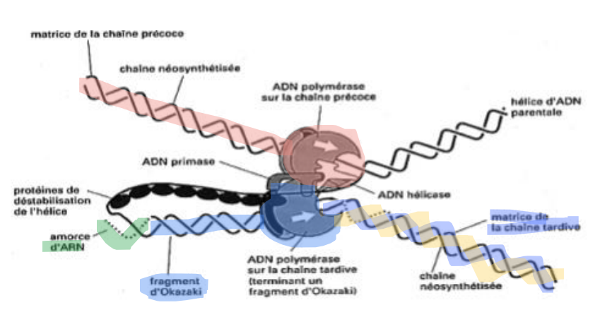 <p>réalisent des coupures transitoires mono- ou bicaténaires. Elles réduisent ainsi les tensions que l’on trouve au sein de la double hélice, enlèvent les superenroulements / super tours de l’ADN et résolvent les problèmes d’enchevêtrement des chromosomes</p><p>→démêle le double brin qui coince</p>