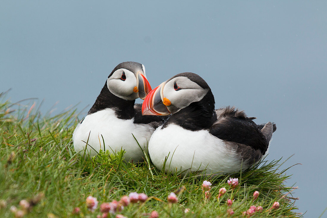 <p>Monogamy is when one pair of animals mate to the exclusion of others. An example of a monogamous species is the Atlantic puffin (<span>Fratercula arctica). </span></p>