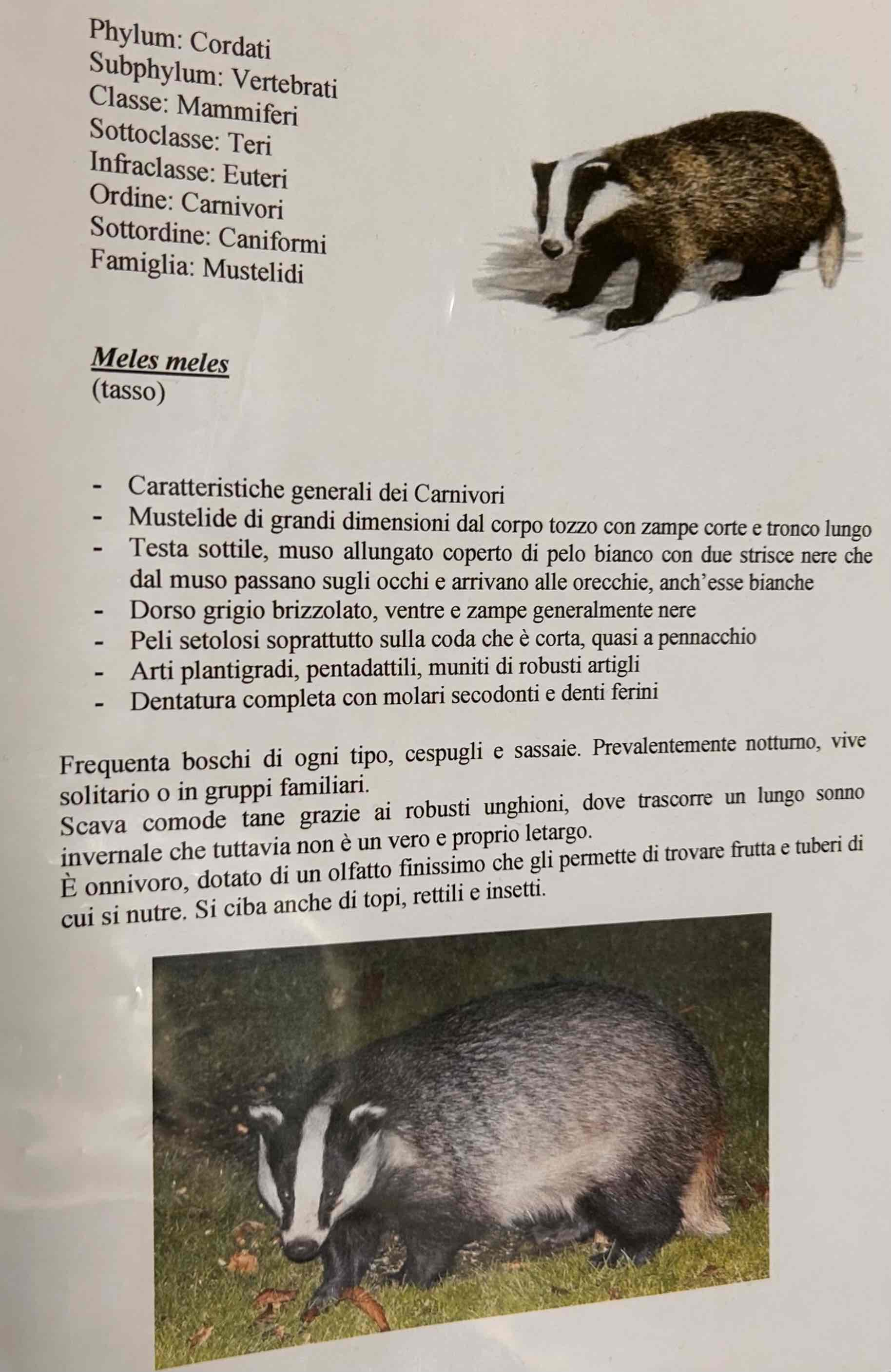 <p>Cordati</p><p style="text-align: start">Vertebrati</p><p style="text-align: start">Gnatostomi</p><p style="text-align: start">Tetrapodi</p><p style="text-align: start">Mammiferi</p><p style="text-align: start">Eutheria</p><p style="text-align: start">Carnivori</p><p style="text-align: start">Caniformia</p><p style="text-align: start">Meles meles (tasso)</p>