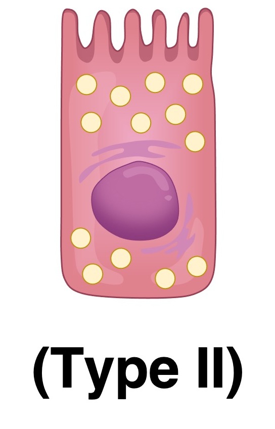 <p><span style="background-color: transparent; font-family: &quot;Helvetica Neue&quot;, sans-serif;"><span>Structure: </span><strong><span>Cuboidal cells</span></strong><span> w/ many secretory vesicles</span></span></p><p><br></p><p><span style="background-color: transparent; font-family: &quot;Helvetica Neue&quot;, sans-serif;"><span>Function:&nbsp;</span></span></p><p><span style="background-color: transparent; font-family: &quot;Helvetica Neue&quot;, sans-serif;"><span>1) Secretes </span><strong><span>pulmonary surfactant </span></strong><span>to support lung function:</span></span></p><ul><li><p><span style="background-color: transparent; font-family: &quot;Helvetica Neue&quot;, sans-serif;"><span>Reduces surface tension in alveoli</span></span></p></li><li><p><span style="background-color: transparent; font-family: &quot;Helvetica Neue&quot;, sans-serif;"><span>Prevents alveolar collapse during exhalation</span></span></p></li><li><p><span style="background-color: transparent; font-family: &quot;Helvetica Neue&quot;, sans-serif;"><span>Keeps alveoli open &amp; functional&nbsp;</span></span></p></li></ul><p><br>2)&nbsp;<span style="background-color: transparent; font-family: &quot;Helvetica Neue&quot;, sans-serif;"><span>Can divide &amp; replace damaged Type I cell</span></span></p>