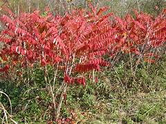 <p>staghorn sumac</p>