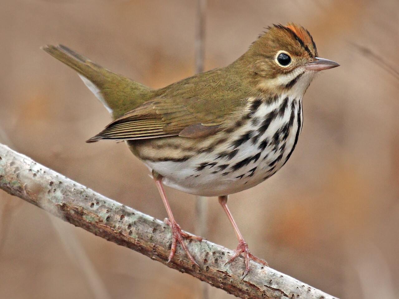 <p>Ground-walking warbler; olive above, streaked below, orange-and-black crown stripes; loud “teacher” song.</p>