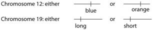 Use the following information to answer the question below. \n  \n A certain (hypothetical) organism is diploid, has either blue or orange wings as the consequence of one of its genes on chromosome 12, and has either long or short antennae as the result of a second gene on chromosome 19, as shown in this figure.

A certain female's number 12 chromosomes both have the blue gene and number 19 chromosomes both have the long gene. As cells in her ovaries undergo meiosis, her resulting eggs (ova) may have which of the following?


1. either two number 19 chromosomes with long genes or two with short genes
2. either two number 12 chromosomes with blue genes or two with orange genes
3. either one blue or one orange gene in addition to either one long or one short gene
4. one chromosome 12 with one blue gene and one chromosome 19 with one long gene