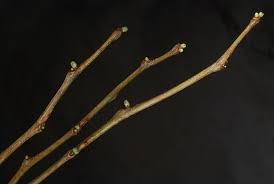 Blade: double compound leaf, smaller ovate
Reproductive: barely any bud but have thorns
Bark: light grey-brown, smooth with horizontal lenticles when young, solid stringy bark when older