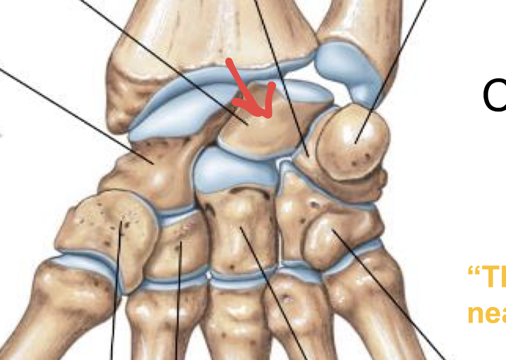 <p>what is this part of the hand?</p>