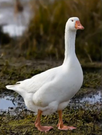 <p>Geese</p>