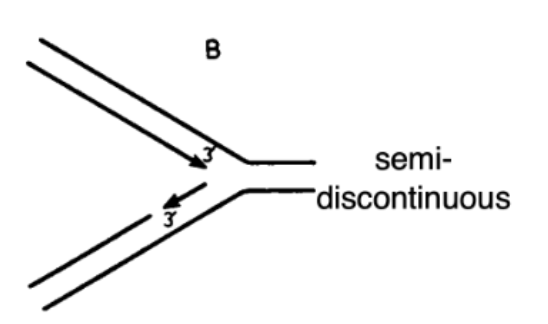 <p>True</p><ul><li><p>one strand primed at one end and then goes all the way until end of linear chromosome</p><ul><li><p>other strand is synthesized in pieces</p></li><li><p>enough single-stranded region has to be pulled out fork and for primase </p></li></ul></li></ul><p></p>