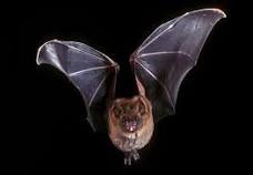 <p>the bat</p>