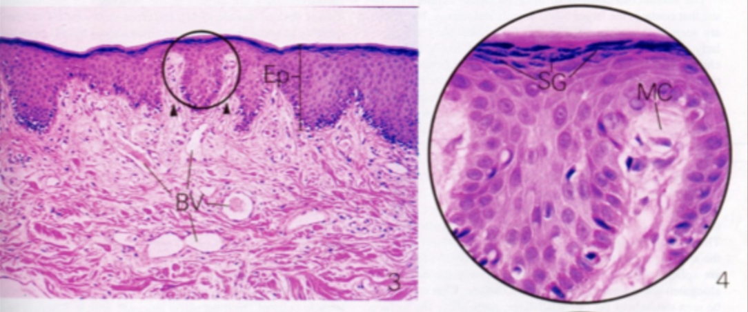 <p>Borde del bermellon (labio)</p>