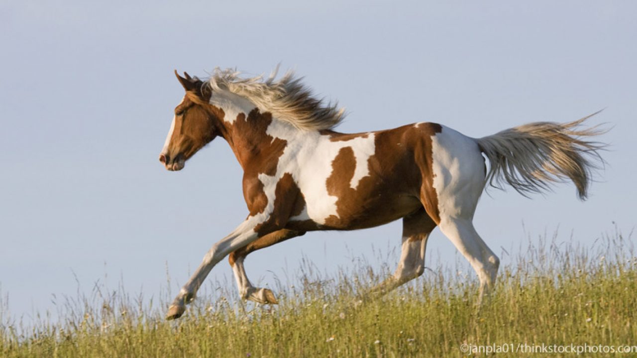 <p><strong>American Paint Horse</strong></p>