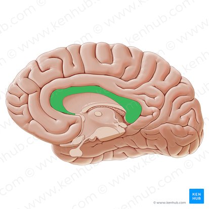 <p>The <strong><em><em></em></strong></em>__ connects the left and right hemispheres of the brain.</p>