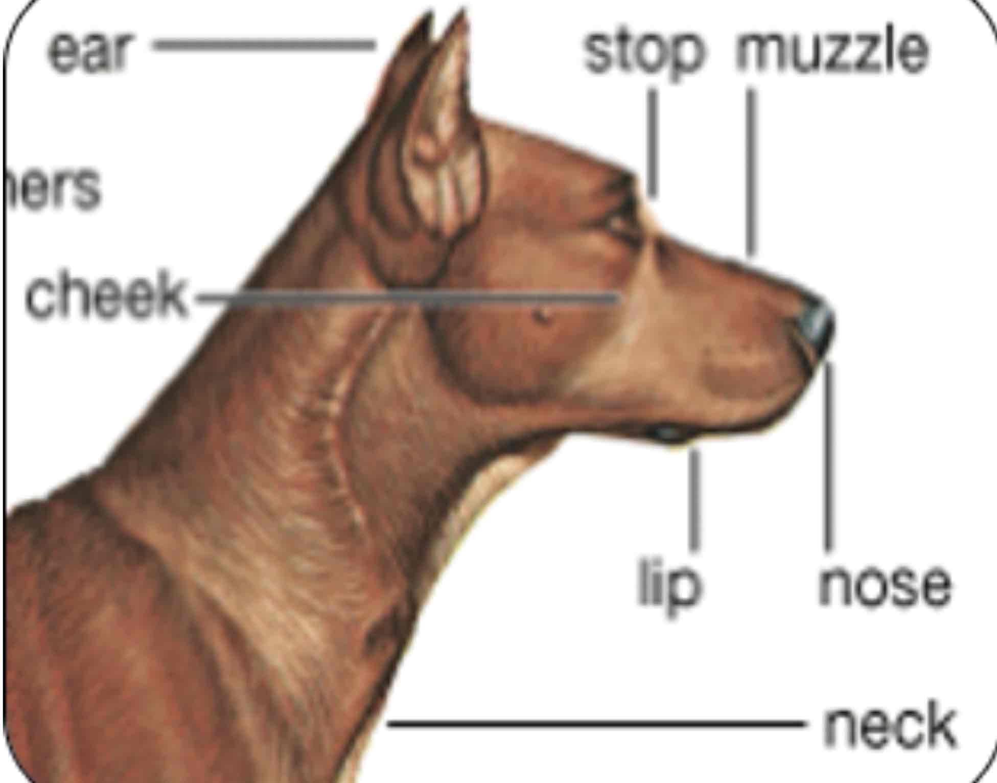 <p>Muzzle</p>