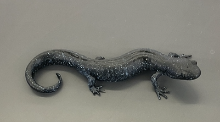 <p>Ambystoma laterale</p><p>Blue spotted salamander</p><p>Not assessed</p><p>Family Ambystomatidae</p><p>Large tale which is 40% of body length</p><p>Lots of blue spots</p><p>13-14 coastal grooves</p><p>They are subtarainial when they are not breeding</p><p>Dark grey to black colour</p>