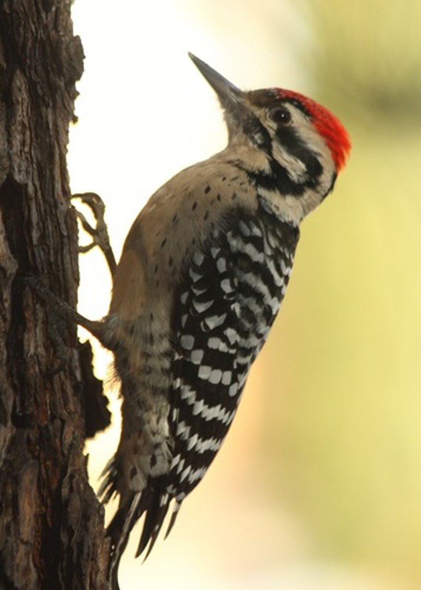 <p>full crown and ladder up the back; desert scrub and desert riparian woodland </p>