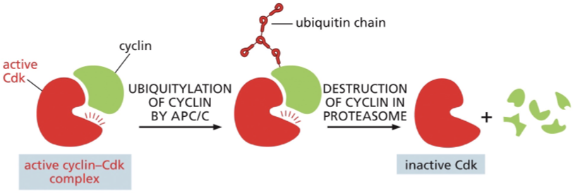 <p>anaphase - promoting complex or cyclosome (APC/C) </p><ul><li><p>tags cyclins w/ a chain of ubiquitin→ directed to proteasomes→ rapidly degraded → returns Cdk to an inactive state </p></li></ul><p></p><p></p>