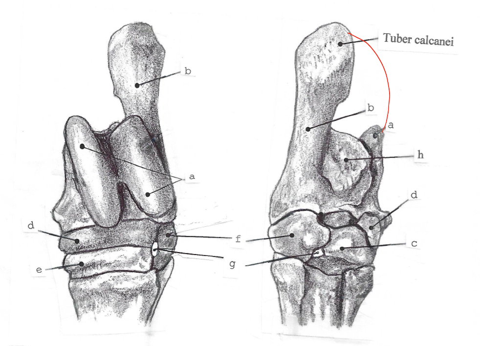 <p>label the bones of the equine tarsus </p>