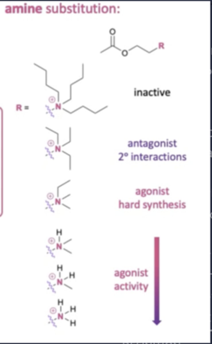 <p>- Increasing length of substituents too much leads to a loss of activity.</p><p>- Agonist activity increases with removal of alkyl groups.</p>